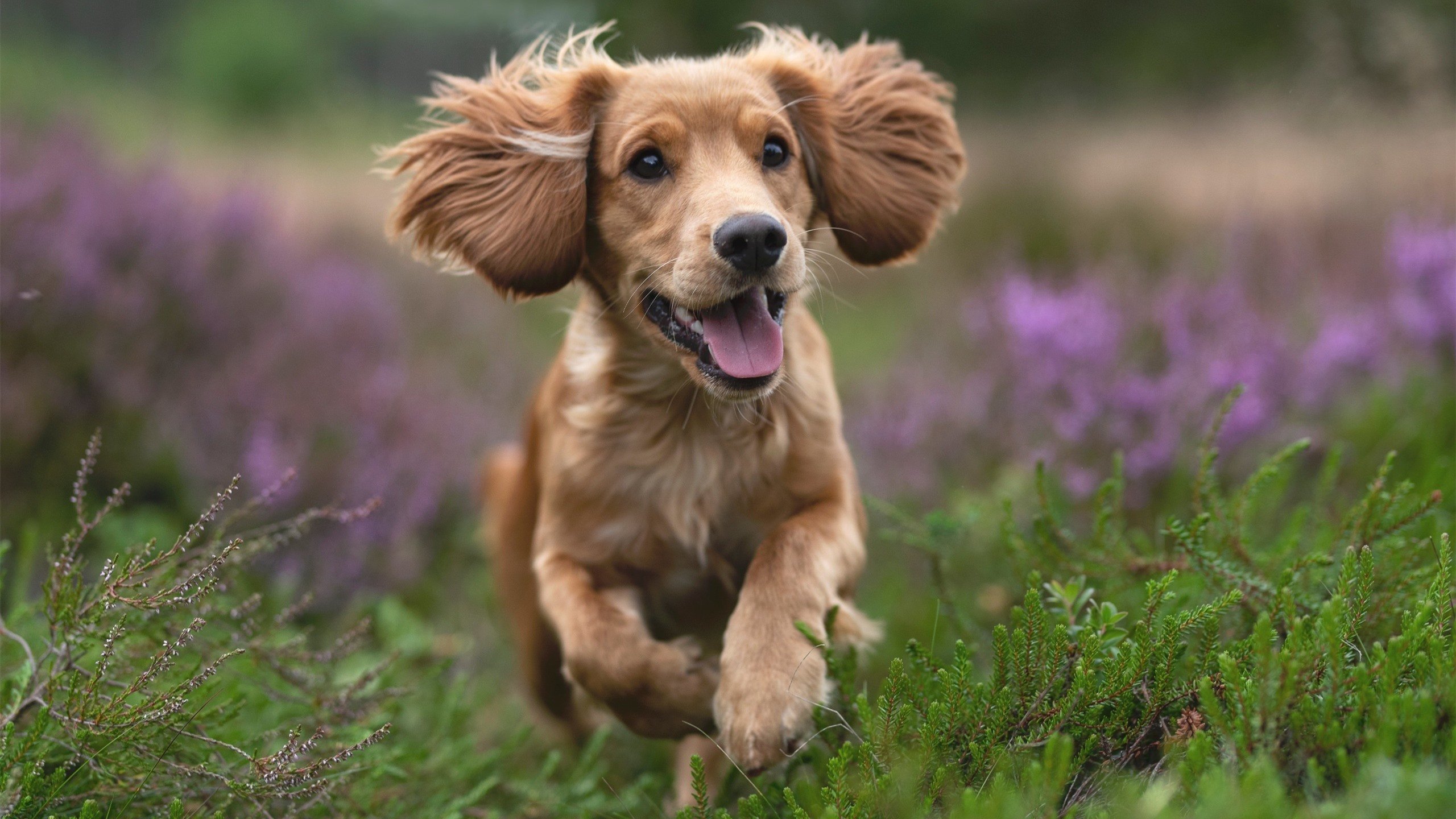 华体会官网-黄蜂的毒刺与东契奇的子弹，硬仗之王的两种面貌，同一种灵魂  第1张