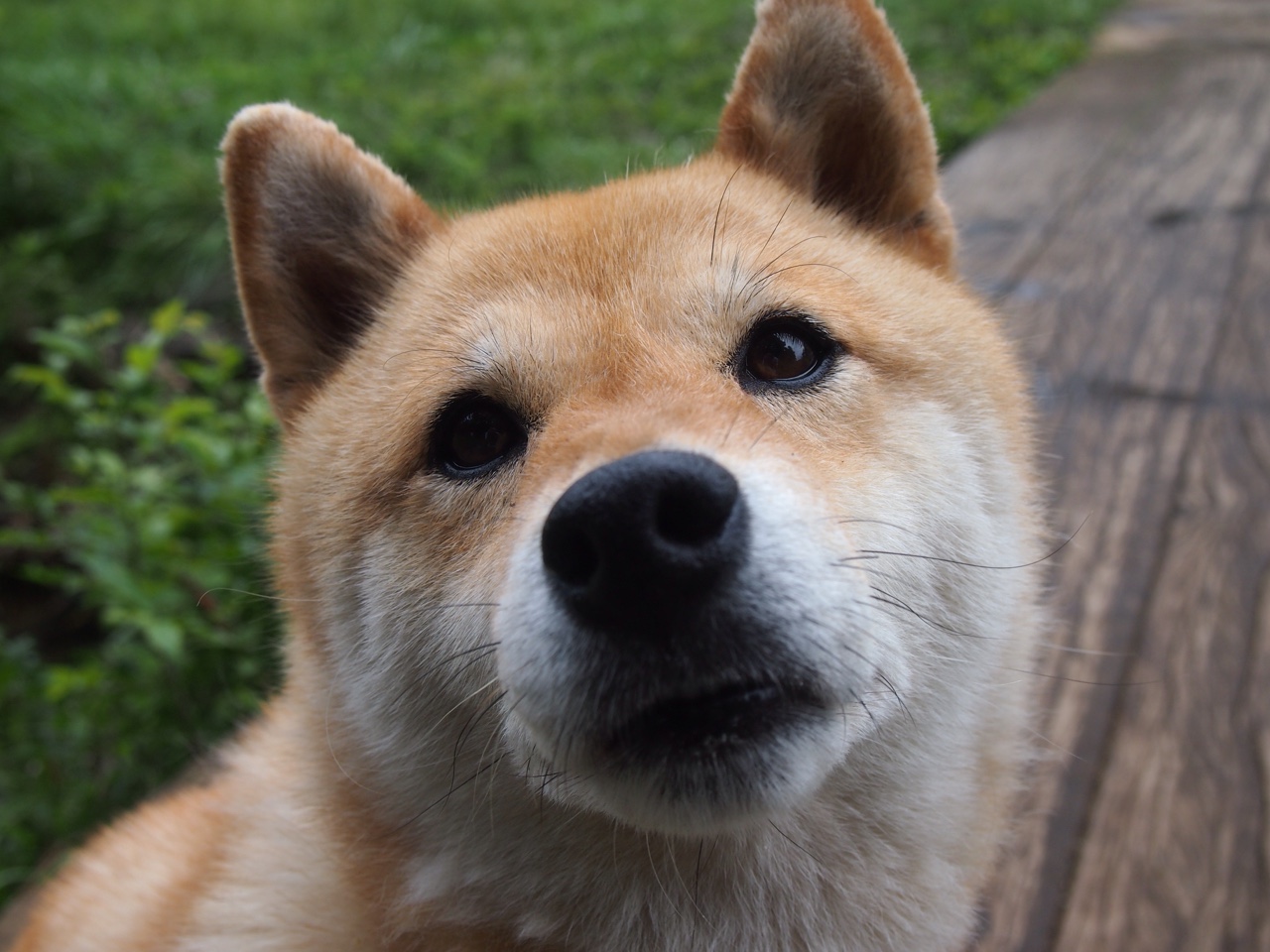 华体会体育-防守的共鸣,当戈贝尔于欧洲之巅屹立时,鹈鹕正用钢铁之翼绞杀猛龙 第1张 华体会体育-防守的共鸣,当戈贝尔于欧洲之巅屹立时,鹈鹕正用钢铁之翼绞杀猛龙 第1张