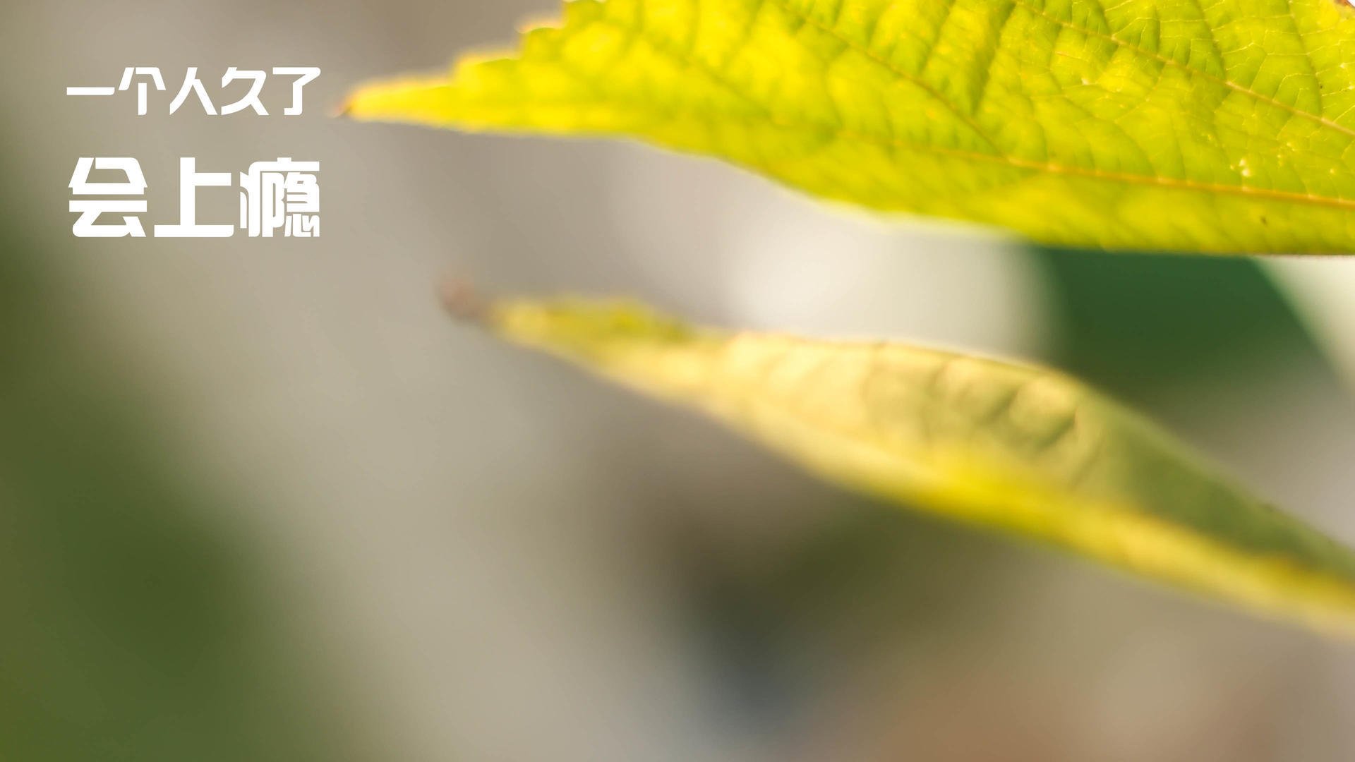 华体会登录-绿茵神话再续，摩洛哥铁骑踏平尤文，哈兰德一剑封喉定乾坤  第2张